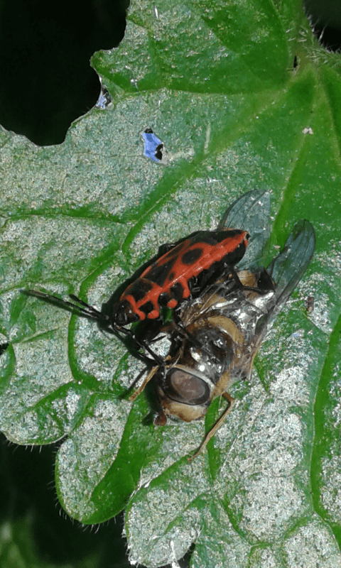 Pyrrhocoridae : Pyrrhocoris apterus in versione necrofago-zoofago
